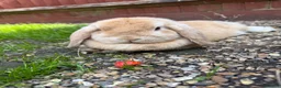 Mini Lion Lop rabbits for sale: Lionlop Bunnies  - Advert 12