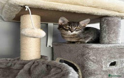 Mixed Breed cats for adoption: Tiresias – Majestic by name and personality - Image 1
