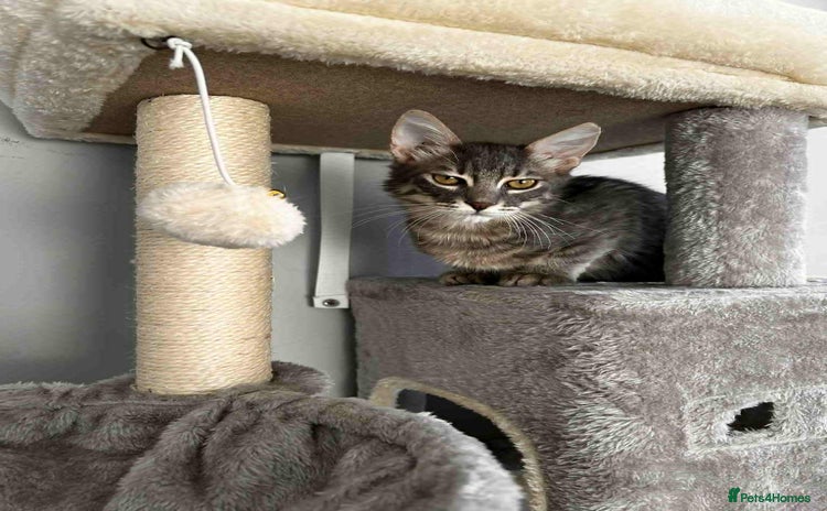 Mixed Breed cats - Advert 13