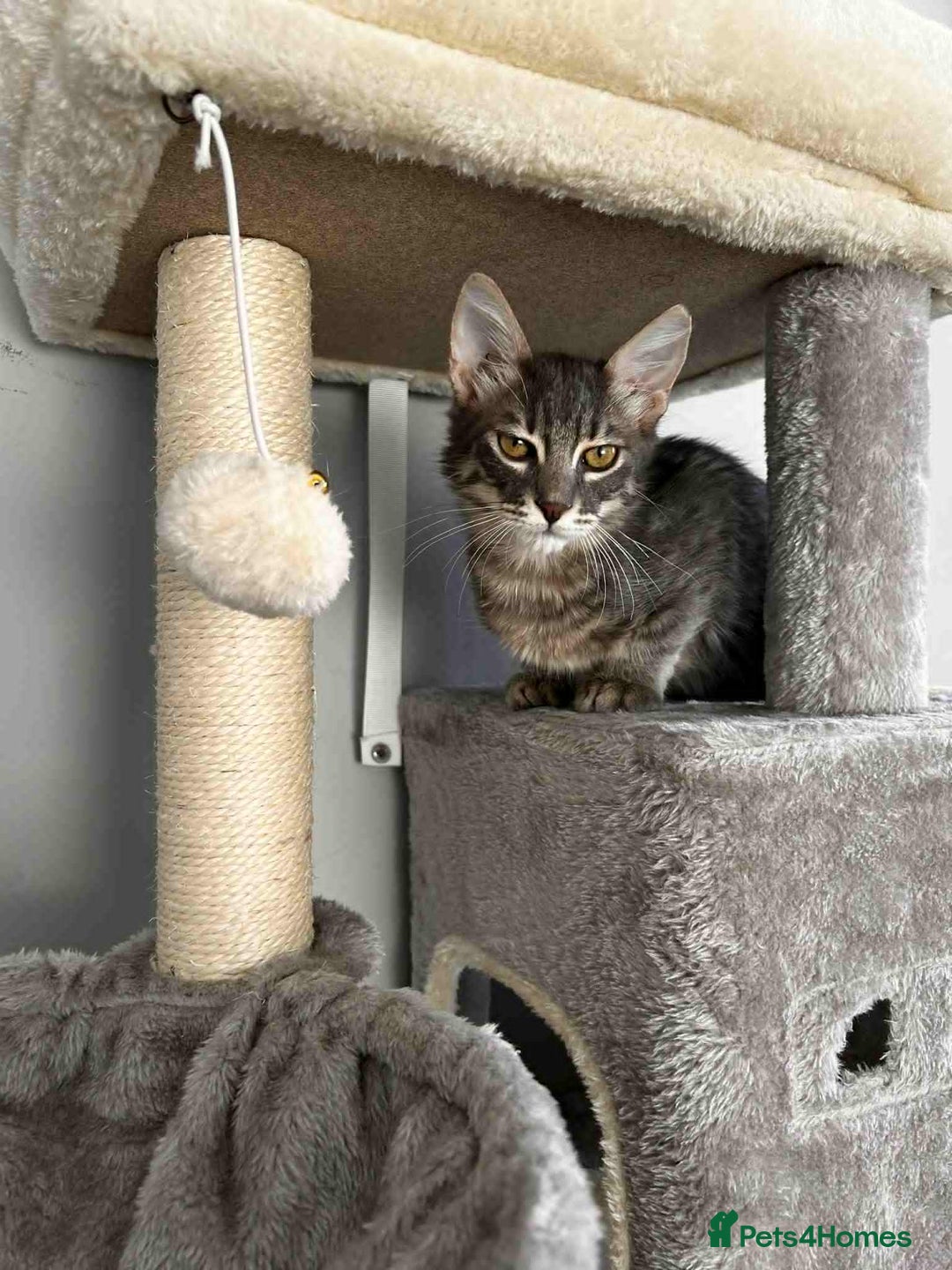 Mixed Breed cats for adoption: Tiresias – Majestic by name and personality - Image 1
