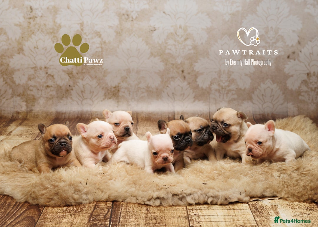 French Bulldog dogs for sale: 🐾 Beautiful French Bulldog Puppies 🐶 - Image 24