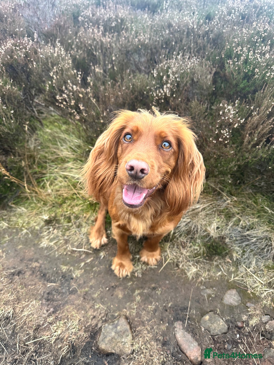 Cocker Spaniel dogs for sale: KC reg working cocker spaniels  - Image 7