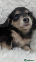 Dachshund dogs - Advert 10