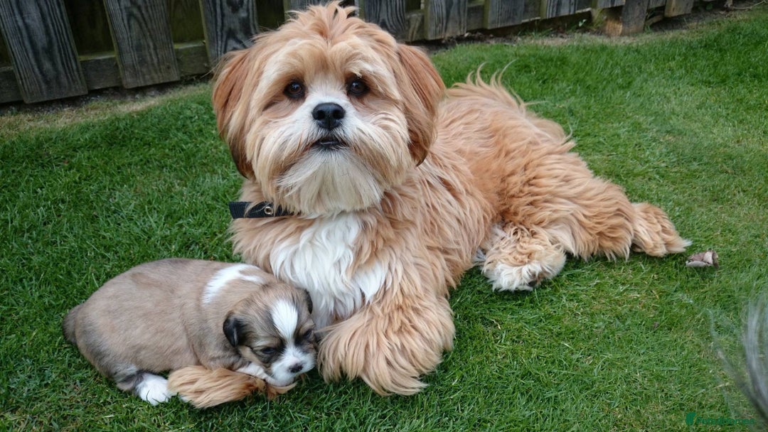 Lhasa Apso dogs for sale: 3rd generation Lhasa poo puppies  - Image 12