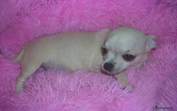 Chihuahua dogs for sale: Full Breed Chihuahua puppies - Image 2