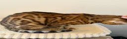 Bengal cats for sale: Absolutely stunning Bengal cat  - Advert 2