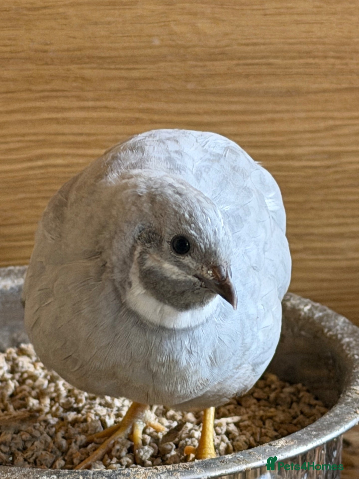 Quail poultry Chinese painted grey button quails (male)  - Advert 2