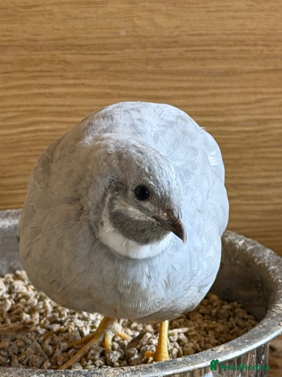 Quail poultry for sale: Chinese painted grey button quails (male)  - Advert 1