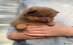 Pomeranian dogs for sale: Exotic color, mini Pomeranians  - Image 36