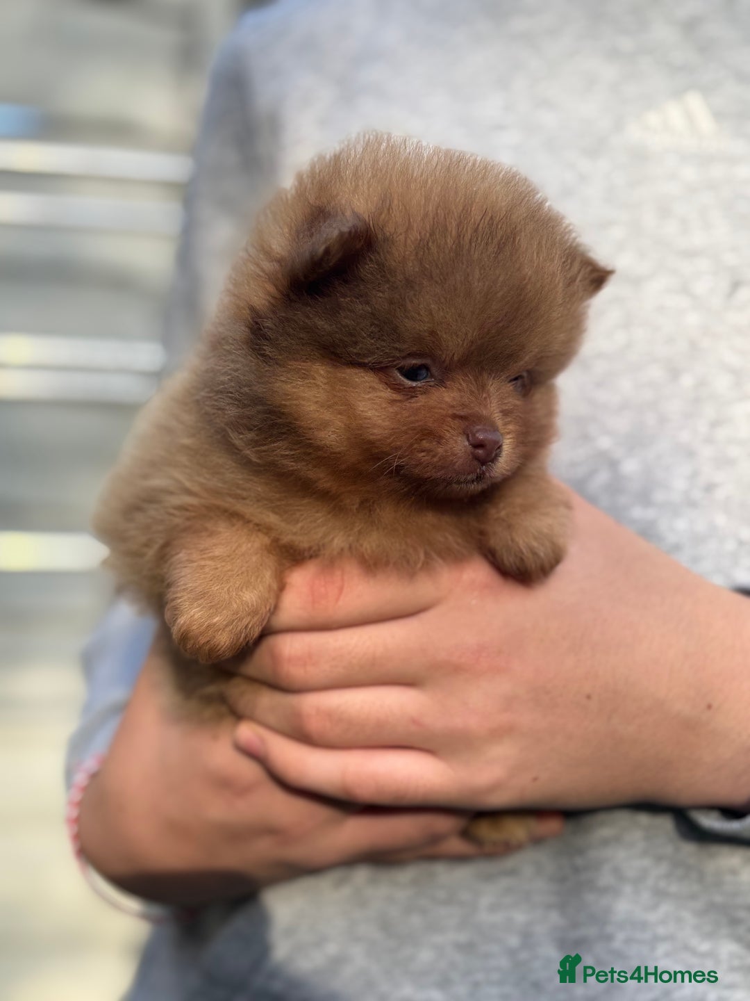 Pomeranian dogs for sale: Exotic color, mini Pomeranians  - Image 36