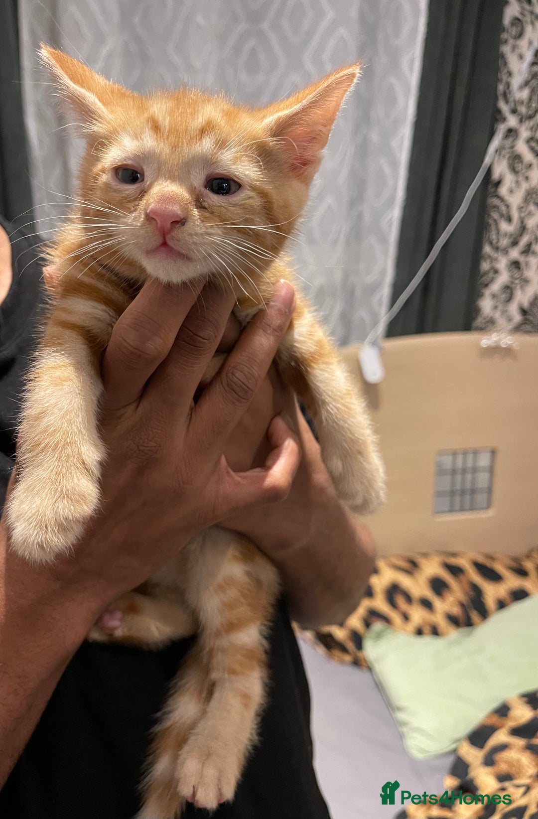 Mixed Breed cats for sale: Mix breed kittens  - Advert 2