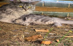 Maine Coon cats for sale:  GCCF Champion Title Maine Coon - Image 13