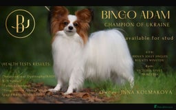 Papillon dogs for sale: KC reg petite Papillon puppies for forever homes - Image 7