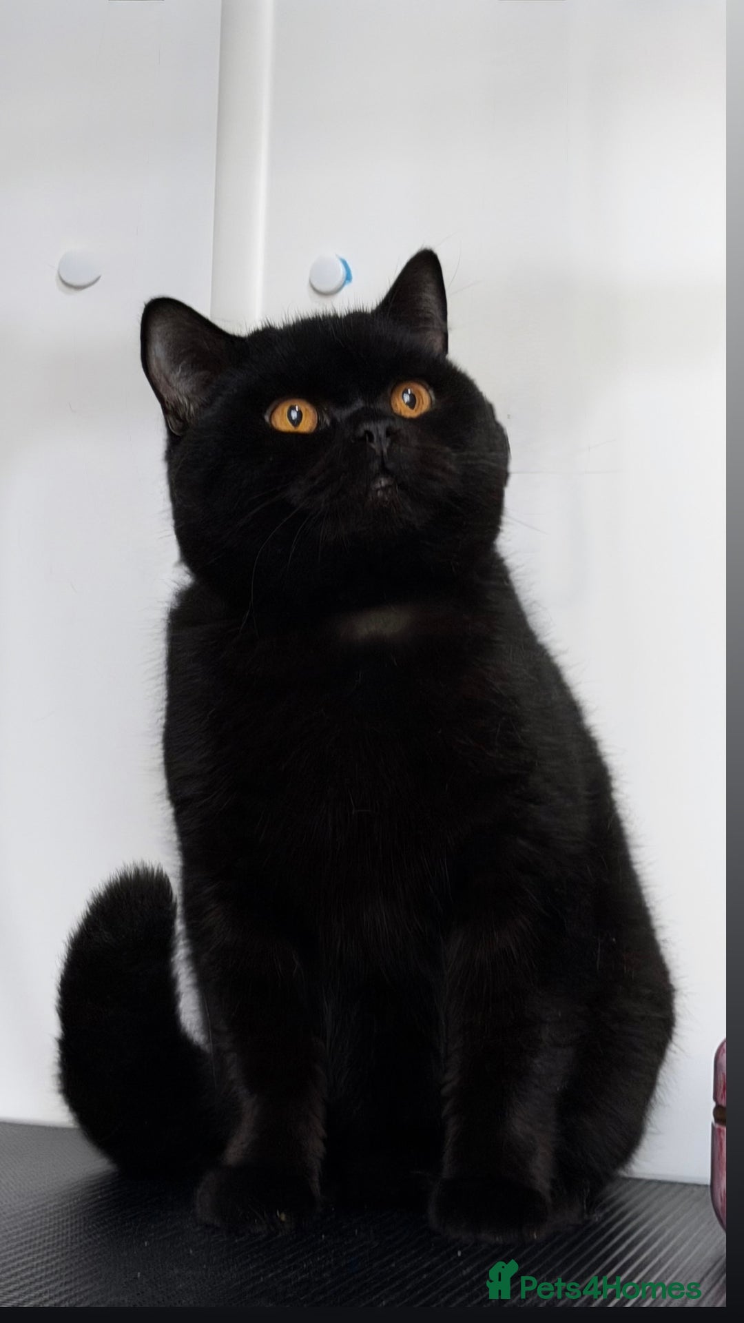 British Shorthair cats for sale: Beautiful black BSH  - Advert 2