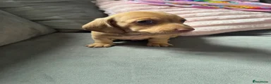 Miniature Dachshund Puppy 5