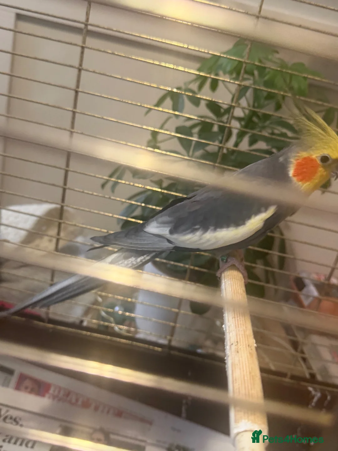 Cockatiels birds for sale: Cockatiel   - Advert 1