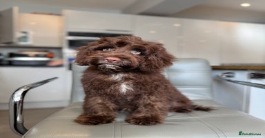 Cockapoo dogs - Advert 1