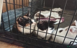 Mixed Breed cats for sale: Kittens - Image 3