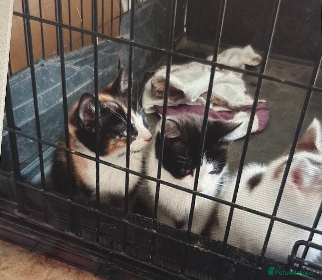 Mixed Breed cats for sale: Kittens - Image 3