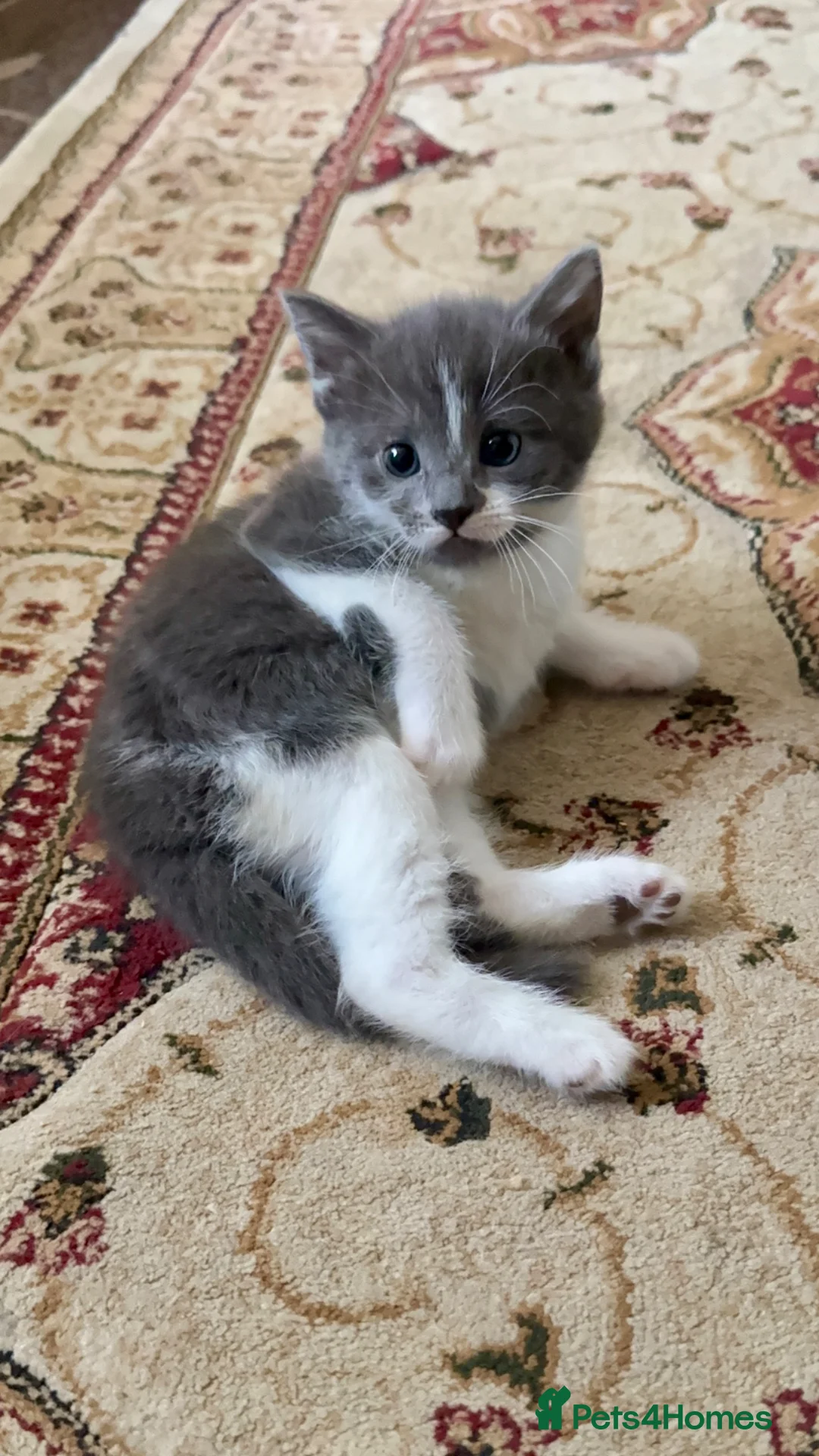 Mixed Breed cats for sale: 5 Beautiful Kittens for Sale mix of LONG - Advert 2