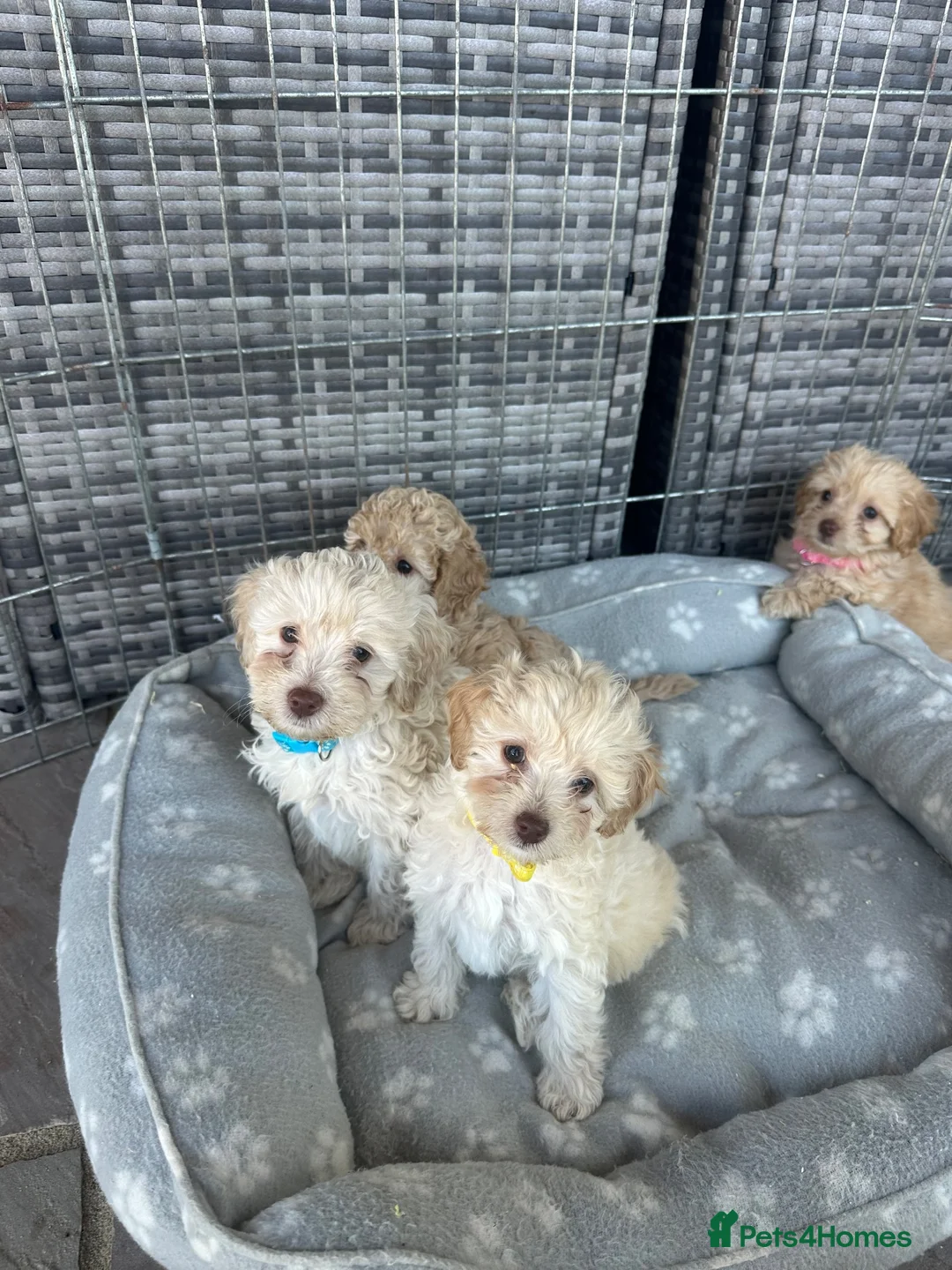 Jackapoo dogs for sale: Beautiful Jackapoos for sale  - Advert 15