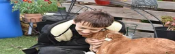 Portuguese Podengo dogs for adoption: Sweet  in Birkenhead - Advert 11
