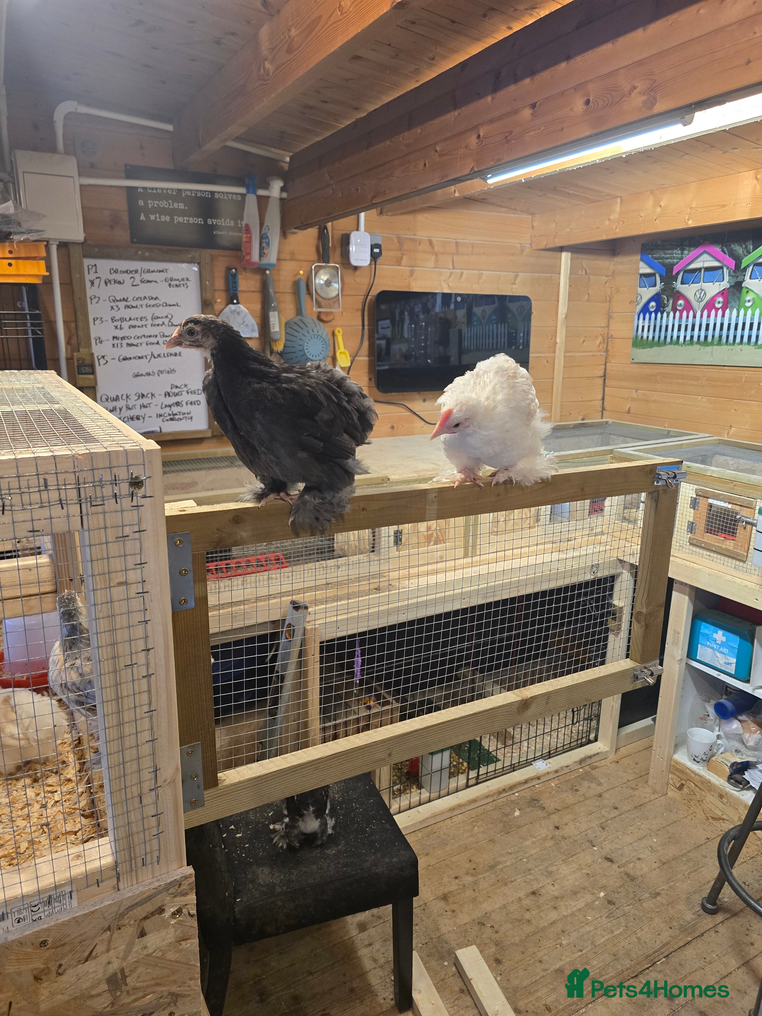 Chickens poultry Pekin bantams 6 weeks old  - Advert 1