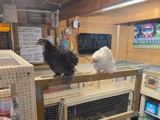 Chickens poultry Pekin bantams 6 weeks old - Advert 1