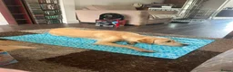Labrador Retriever dogs for sale: Quality KC Labrador Retriever - Advert 3