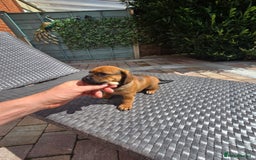 Mixed Breed dogs for sale: Very loving puppies looking for their forever home - Image 2