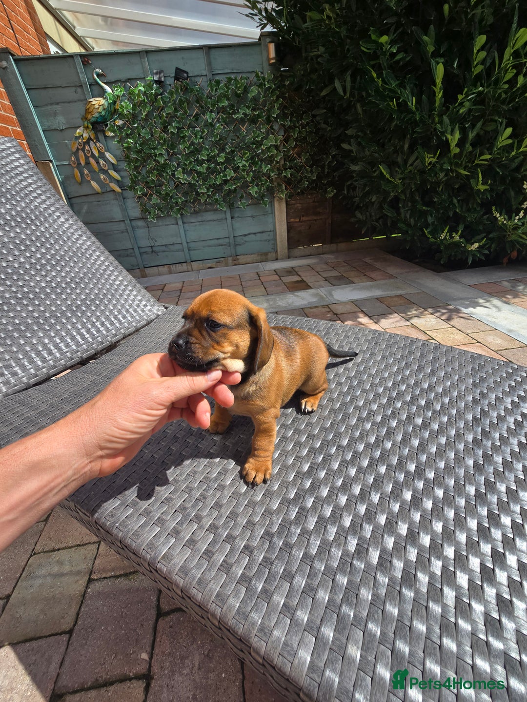 Mixed Breed dogs for sale: Very loving puppies looking for their forever home - Image 2
