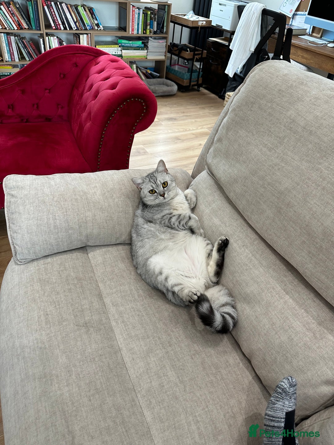 British Shorthair cats for sale: 2x British Shorthair - Advert 11