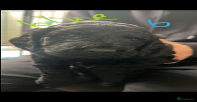 Cockapoo dogs - Advert 4