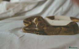 Python Snake reptiles for sale: Piebald Ball Python  - Image 3