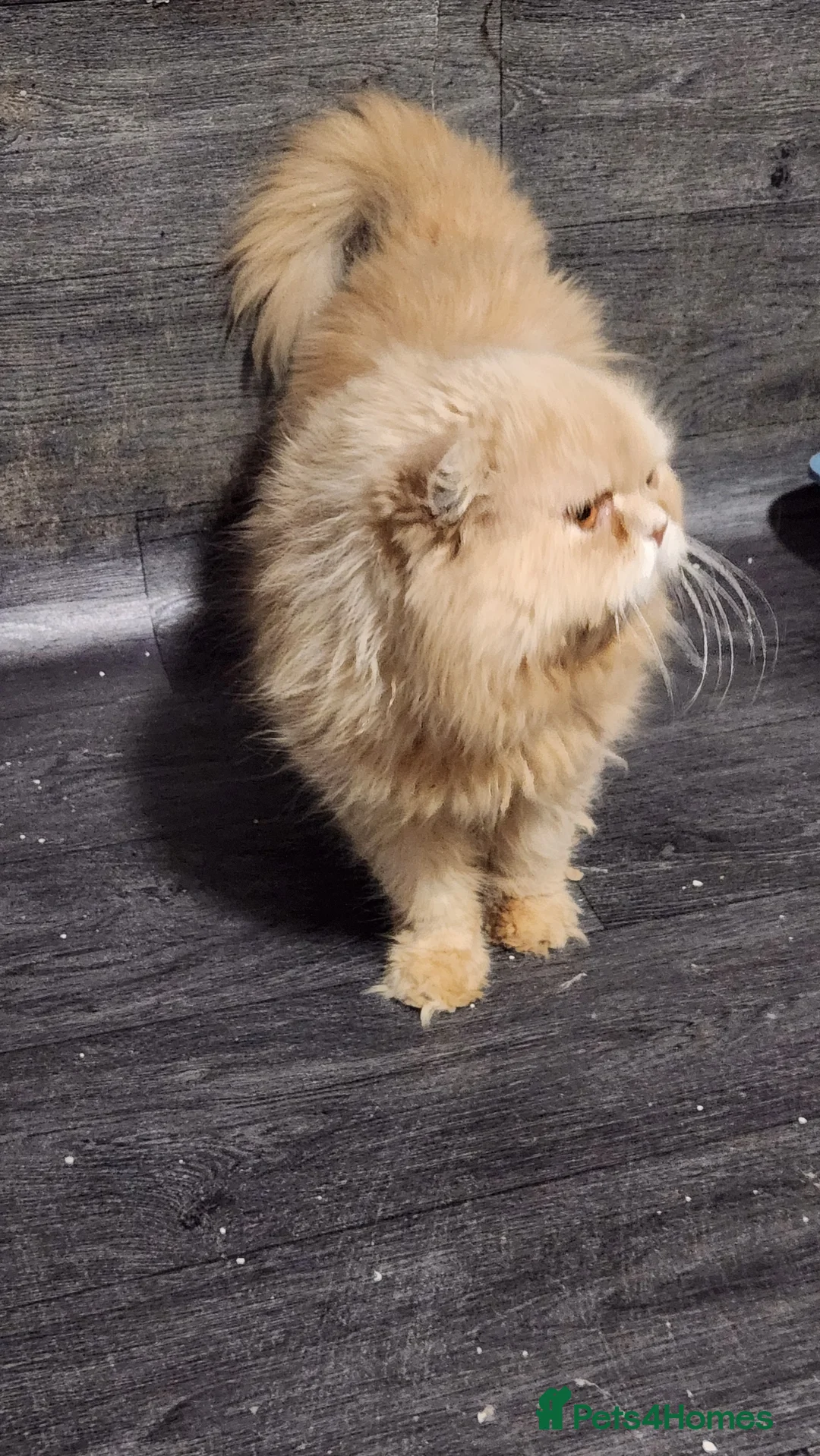 Persian cats for sale: Persian Male GCCF active - Advert 5