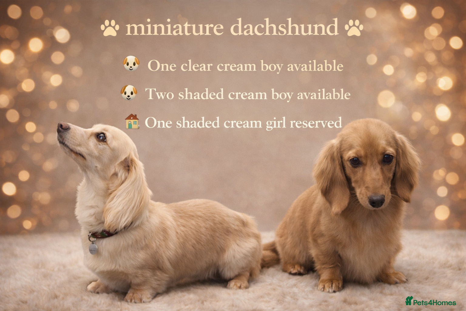 Miniature Dachshund dogs 🐾PRA N/N, Clear Cream boy and shaded cream girl🏠 - Advert 1