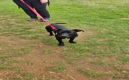 Mixed Breed dogs for sale: Lab-Staffy cross 8 months - Image 22