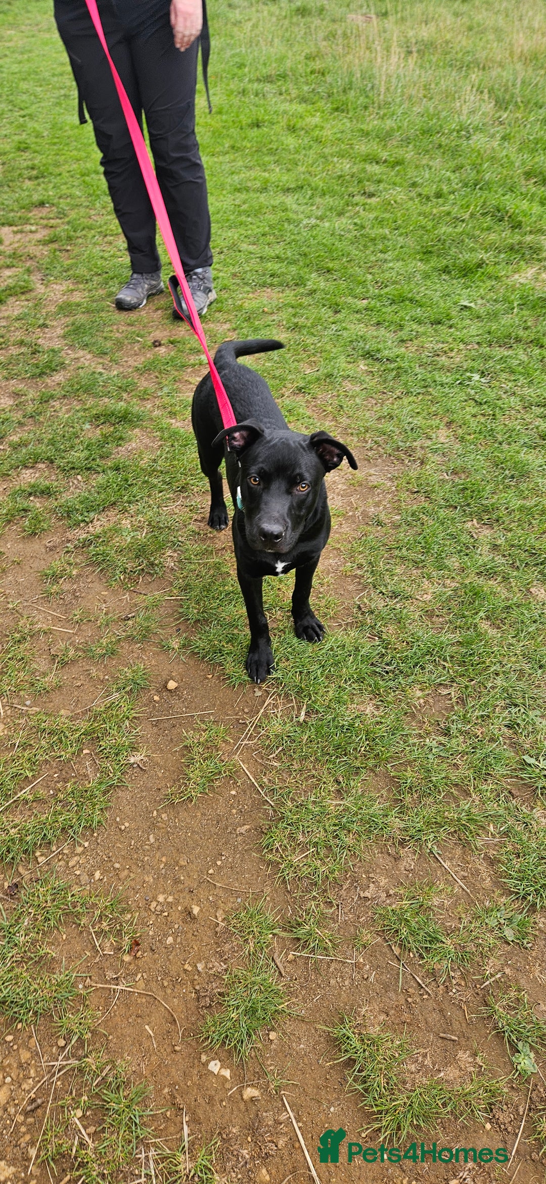Mixed Breed dogs for sale: Lab-Staffy cross 8 months - Image 22