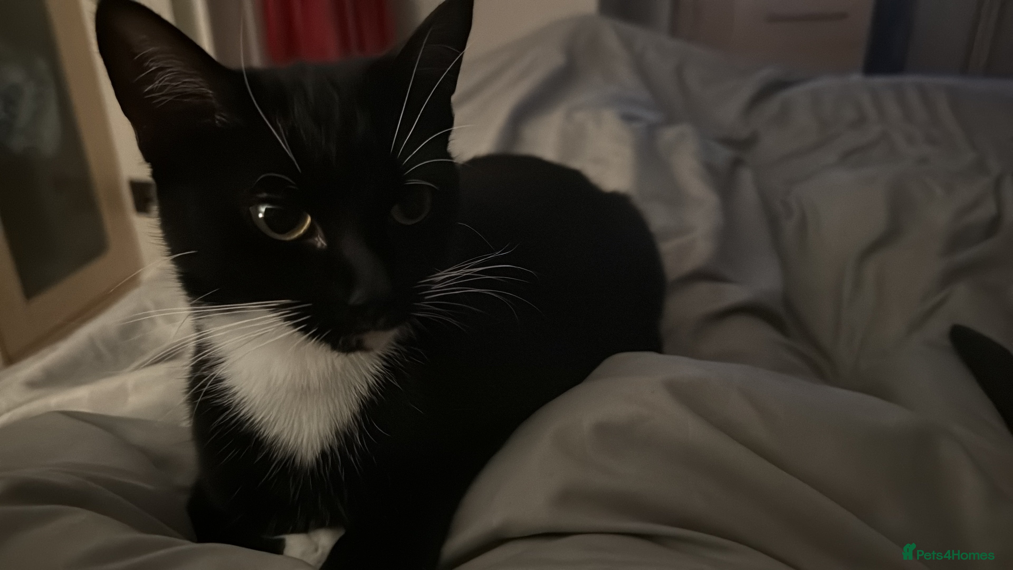 British Shorthair cats Six tuxedo kittens  - Advert 6