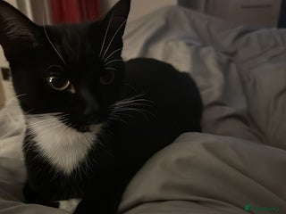 British Shorthair cats Six tuxedo kittens - Advert 1