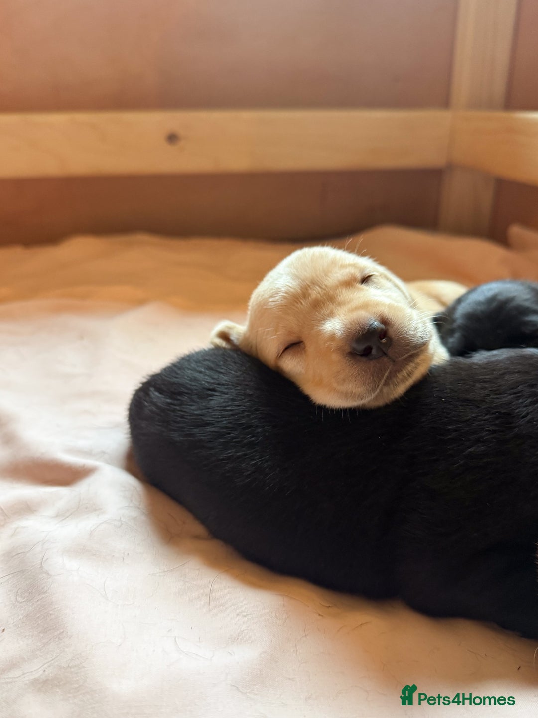 Labrador Retriever dogs for sale: KC registered yellow Labradors. Ready from 23 Dec - Advert 5