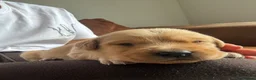 Goldador dogs for sale: Gorgoeus Goldador’s Health tested  - Advert 21