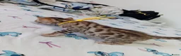 Bengal cats for sale: 5 male stunning pure breed bengal kits - Advert 5