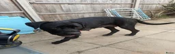 Cane Corso dogs for sale: Cane corso puppies - Advert 5