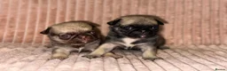 Pug dogs for sale: Gorgeous Pug Puppies - Advert 3