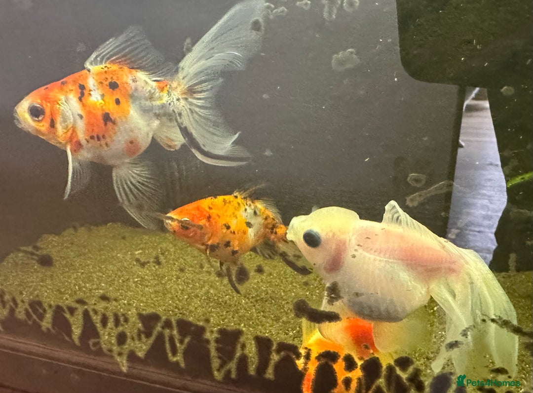 Fancy Goldfish fish for sale: Six large fancy goldfish - Image 3