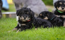 Mixed Breed dogs for sale: Schnoodle Puppies - Image 6