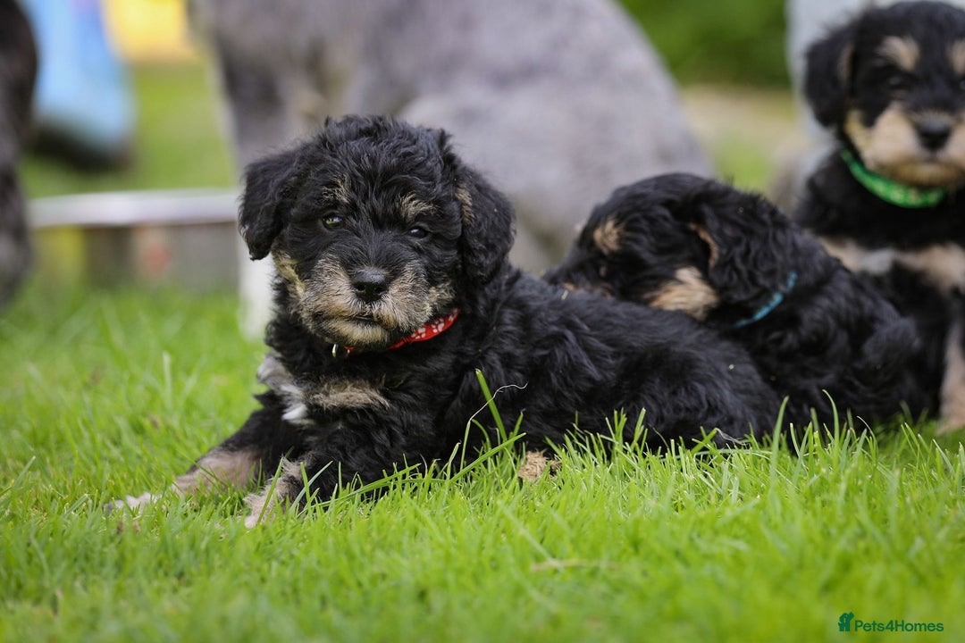Mixed Breed dogs for sale: Schnoodle Puppies - Image 6
