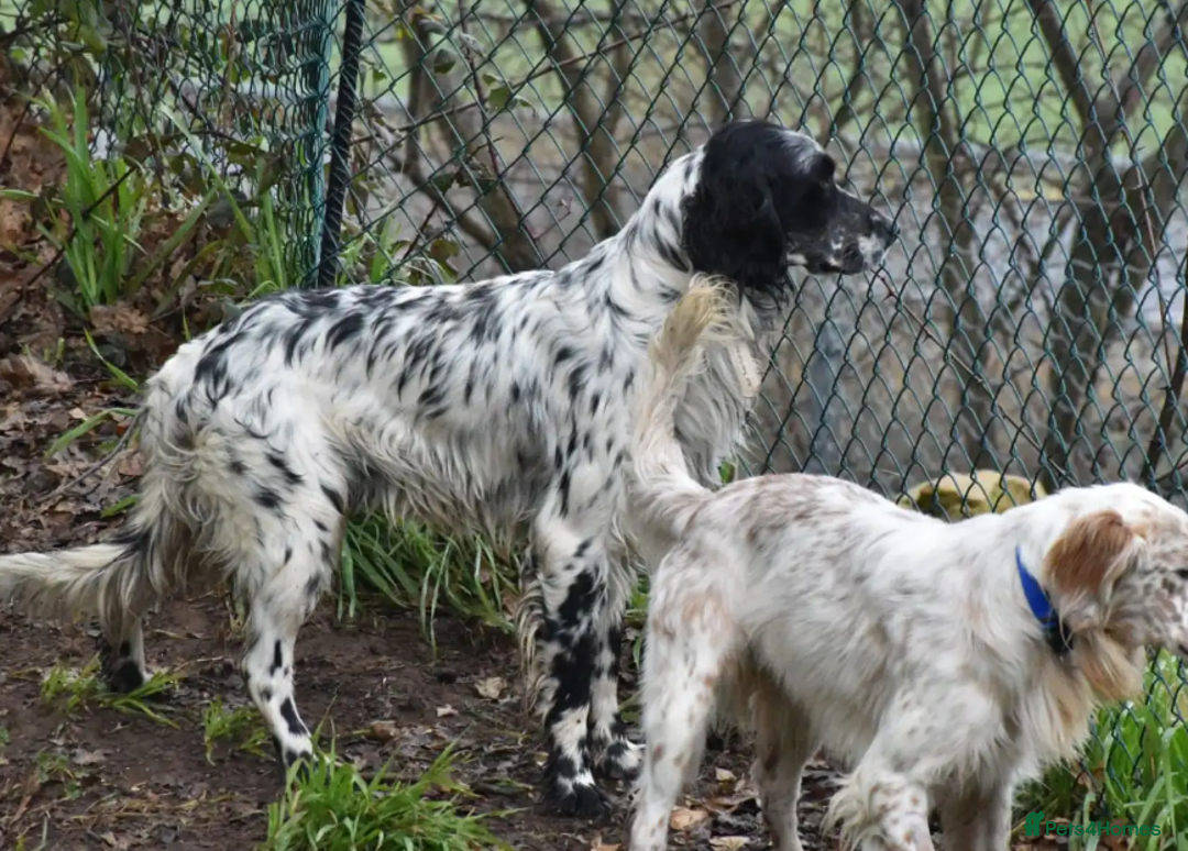English Setter dogs for adoption: Rock  - Advert 19