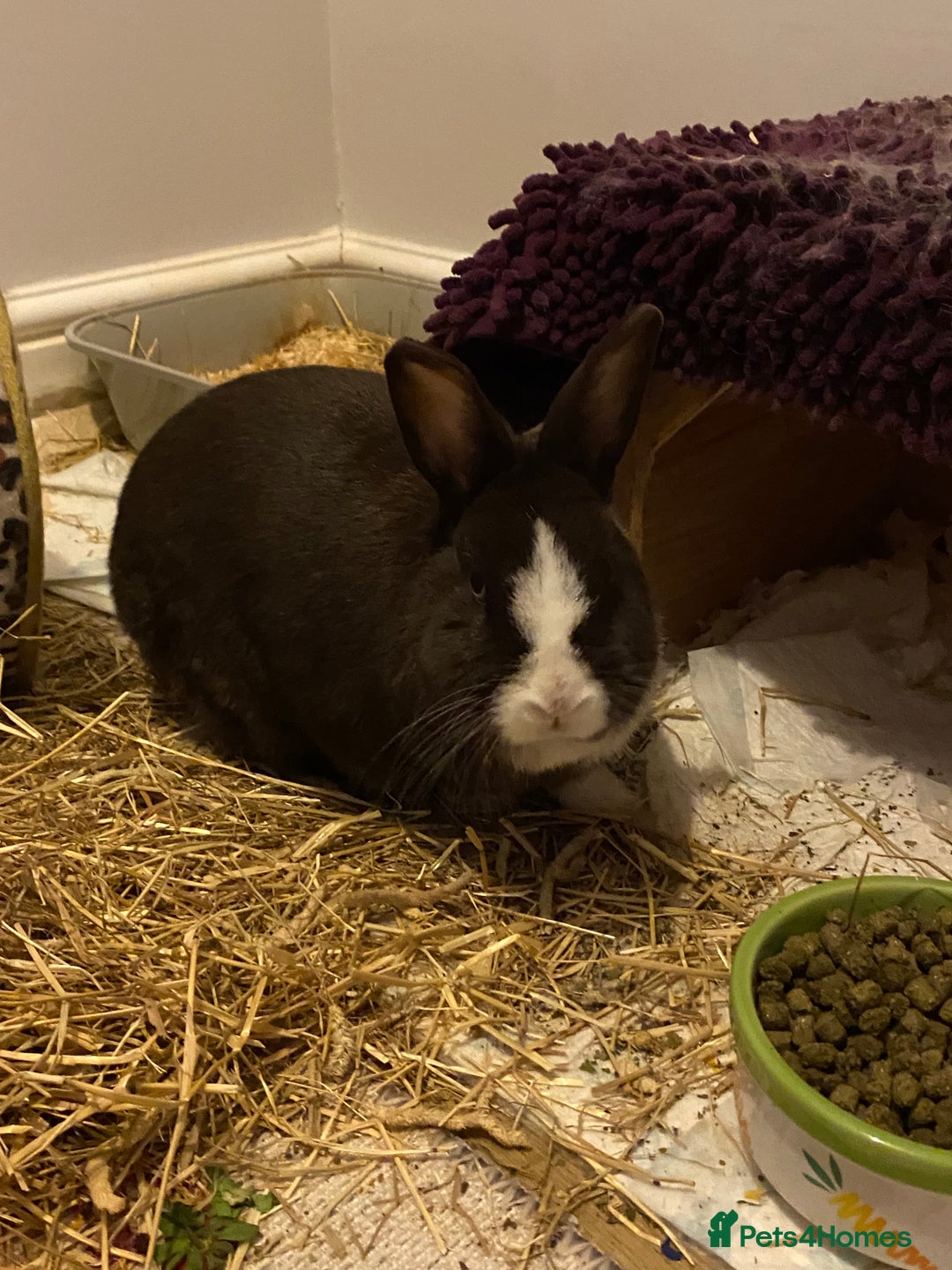 Mixed Breed rabbits for sale: House rabbit  - Advert 2